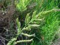 cockspur grass